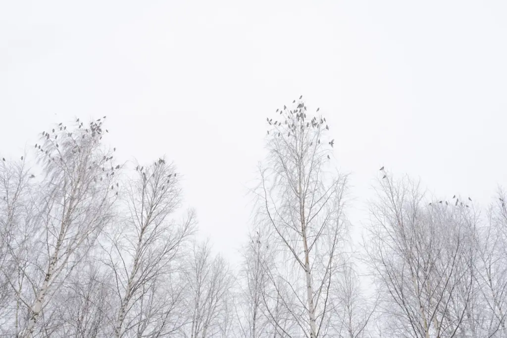 Фото: Новая вкладка